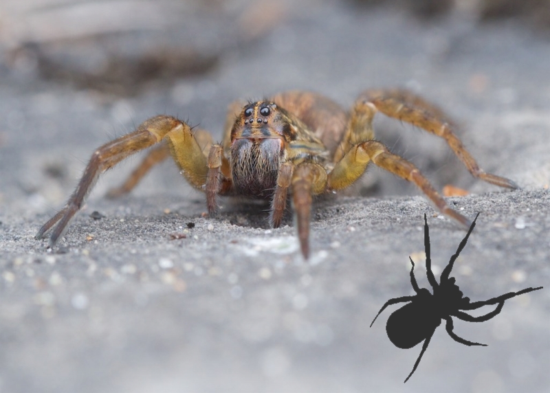 ID My Spider | The Arboretum